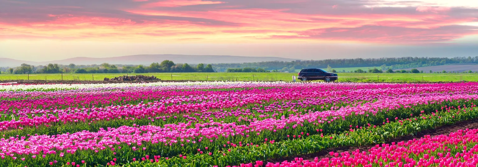 Mit dem Mietwagen durch die Tulpenfelder der Niederlande bei Sonnenaufgang