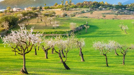 Mallorca zur Mandelblüte