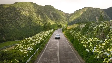 Auto auf einer schmalen Straße zwischen blühenden Hortensien vor grünen Bergen, Azoren