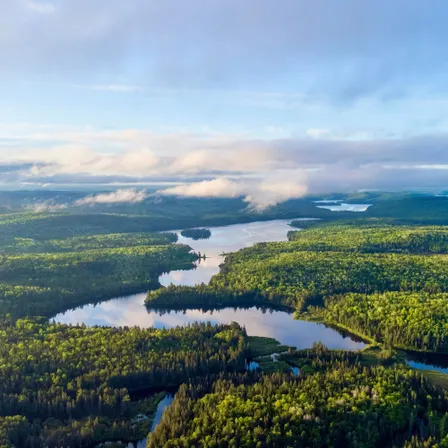 Luftaufnahme des bewaldeten Algonquin Provincial Park in Kanada mit grünen Baumkronen, Seen und Flussläufen unter tiefen Wolken