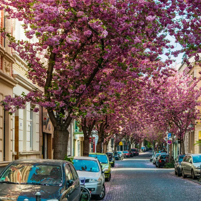 Straße mit parkenden Autos unter blühenden Kirschbäumen in Bonn im Frühling