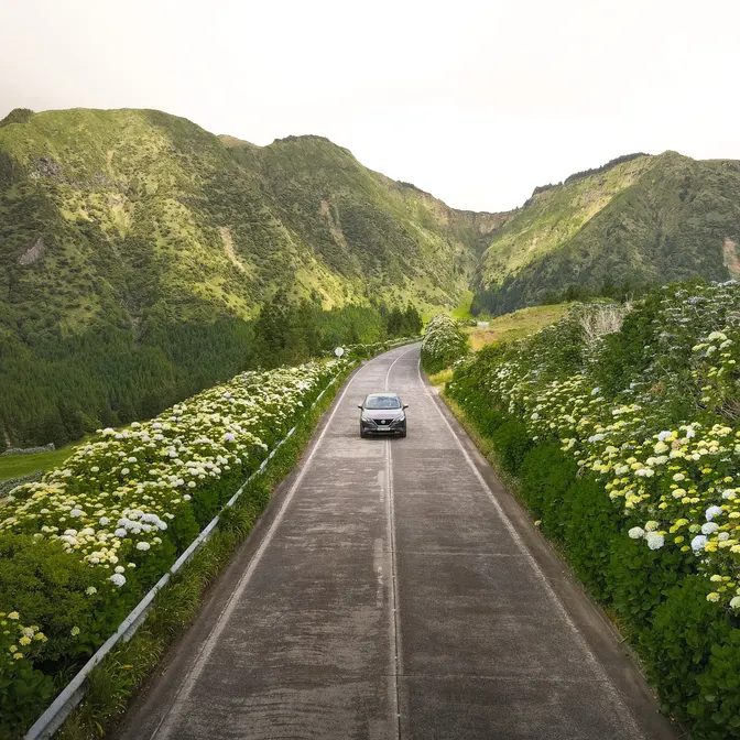 Auto auf einer schmalen Straße zwischen blühenden Hortensien vor grünen Bergen, Azoren
